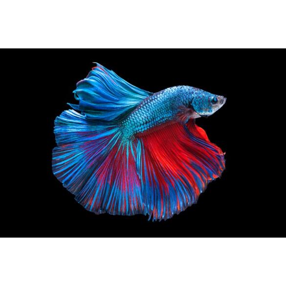 Петушок СуперДельта (Betta Super Delta)