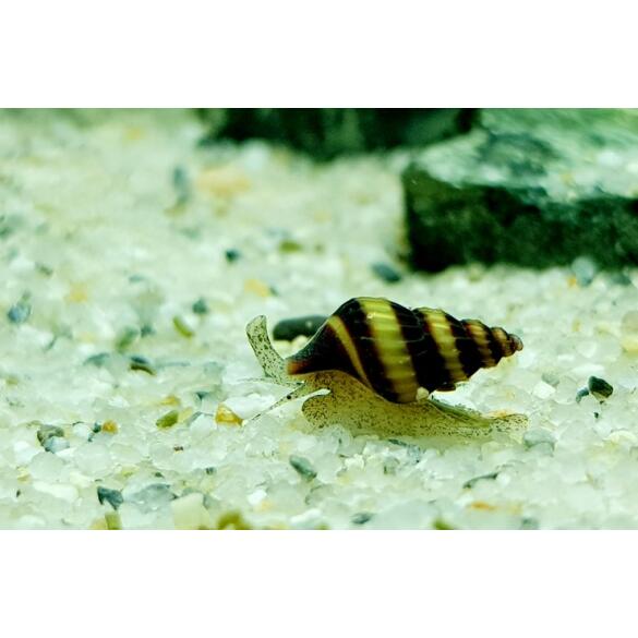 Улитка Хелена (Anentome helena)