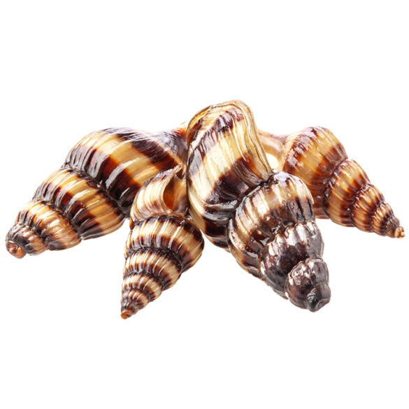 Улитка Хелена (Anentome helena)