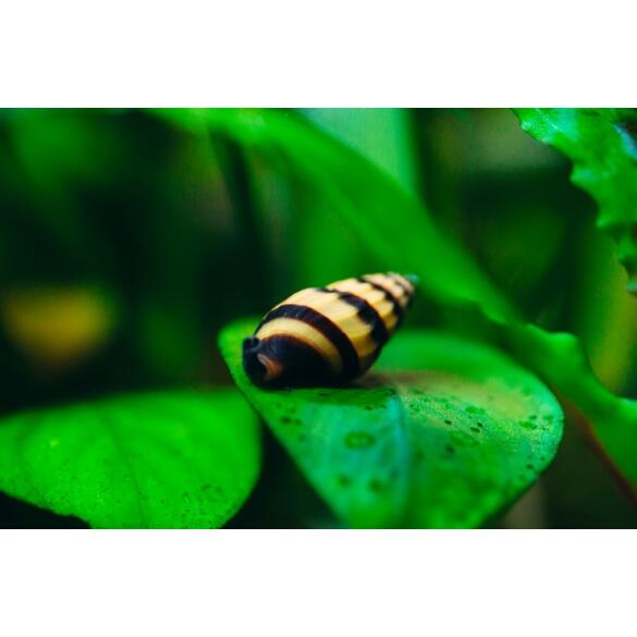 Улитка Хелена (Anentome helena)