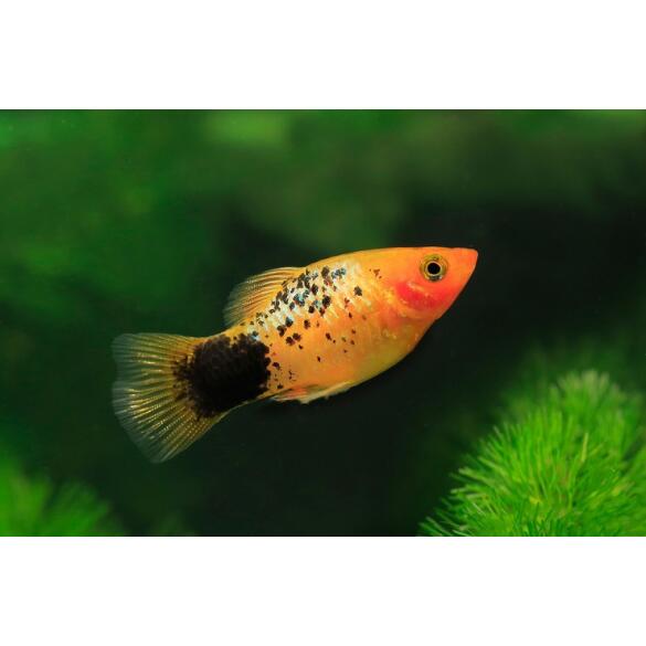 Пецилия (Xiphophorus maculatus)