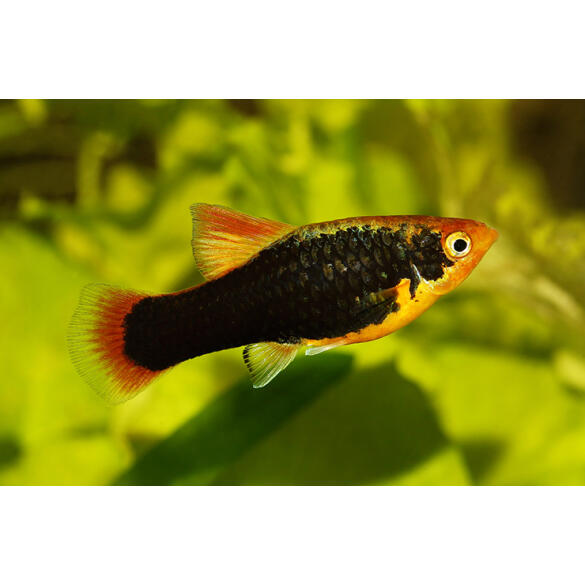 Пецилия (Xiphophorus maculatus)