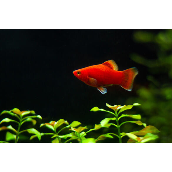 Пецилия (Xiphophorus maculatus)