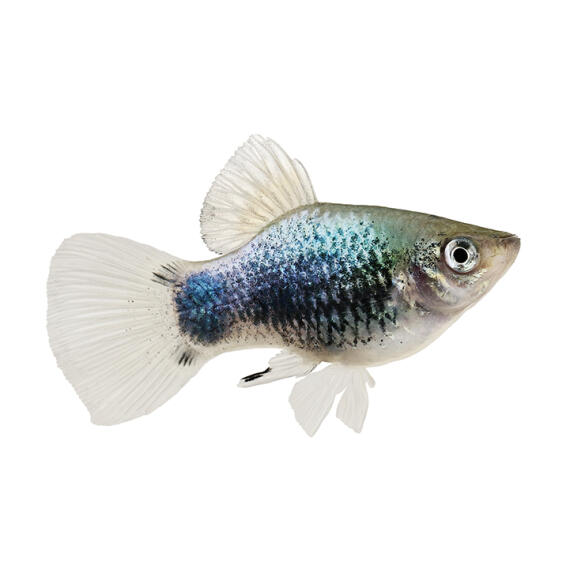 Пецилия (Xiphophorus maculatus)