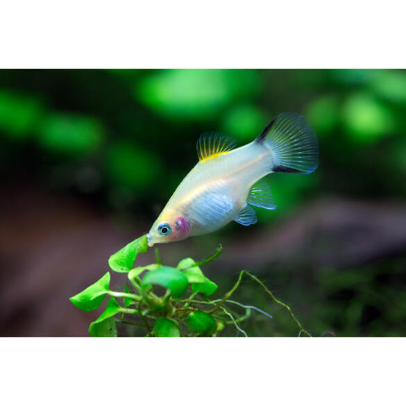 Пецилия (Xiphophorus maculatus)