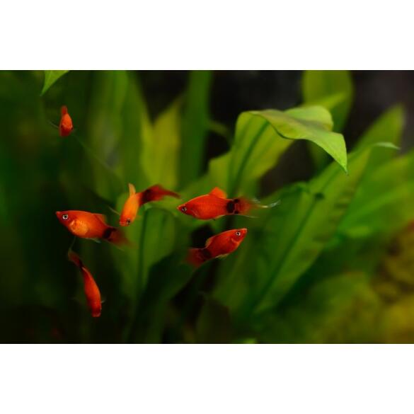 Пецилия (Xiphophorus maculatus)