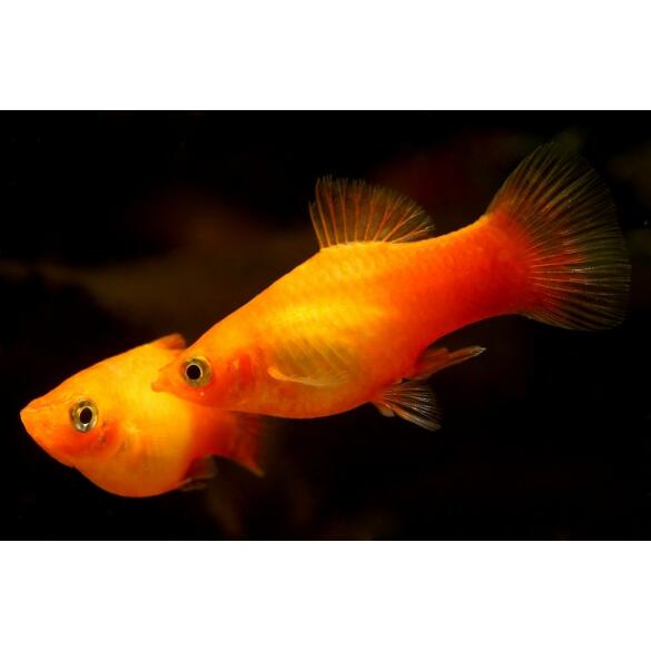 Пецилия (Xiphophorus maculatus)