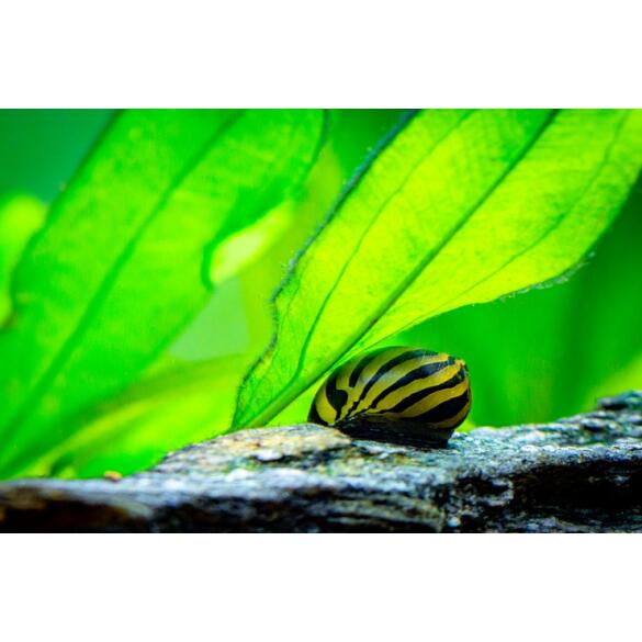 Улитка неретина Батик