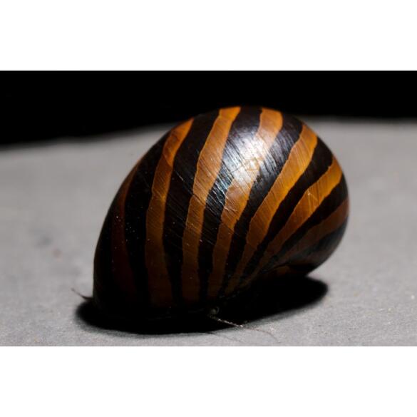 Улитка неретина Батик