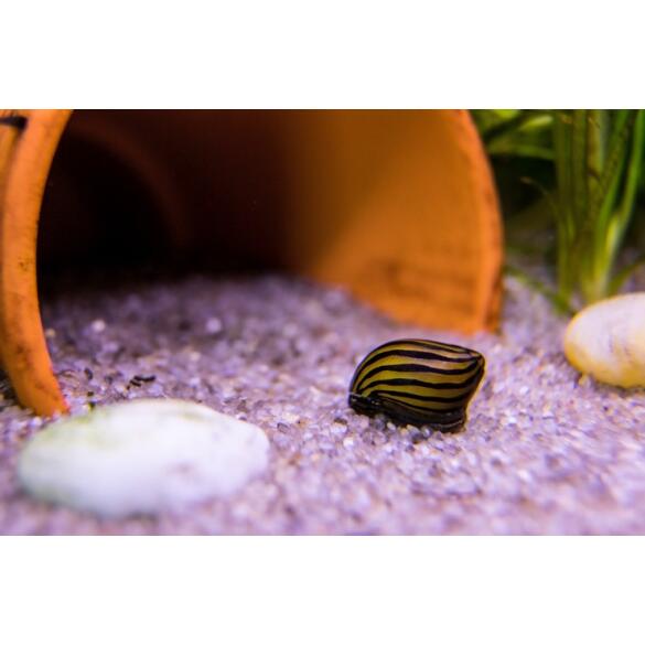 Улитка неретина Батик