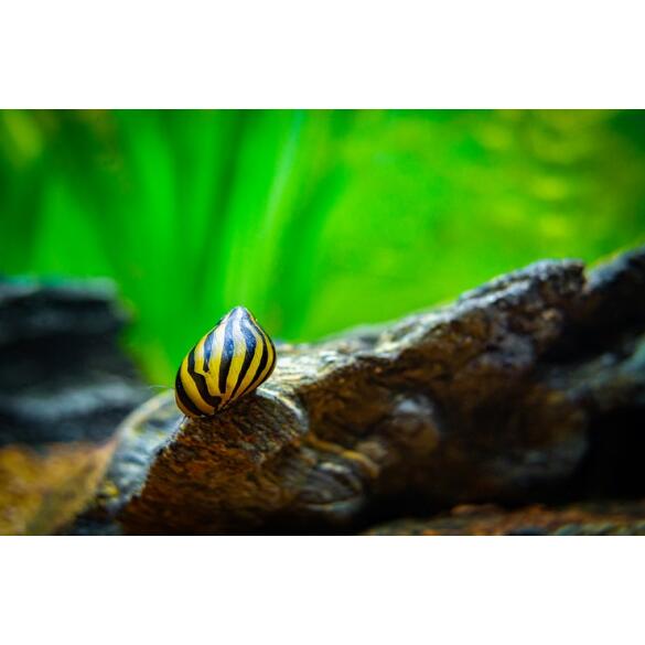 Улитка неретина Батик
