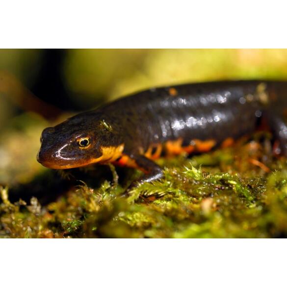 Тритон Испанский