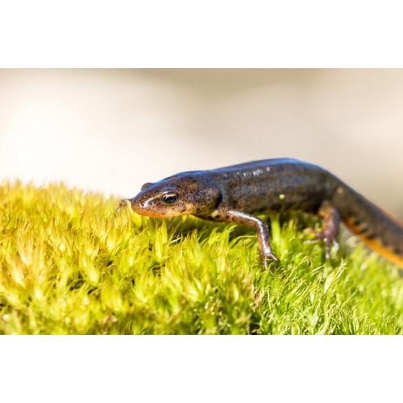 Тритон Испанский