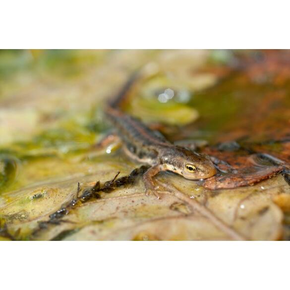 Тритон Испанский