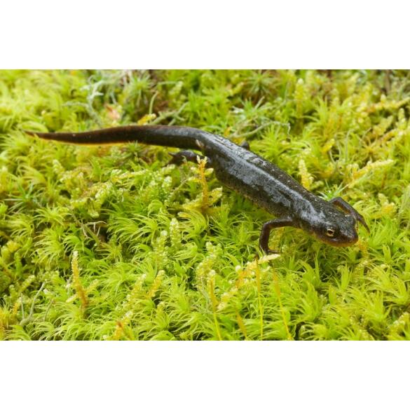 Тритон Испанский