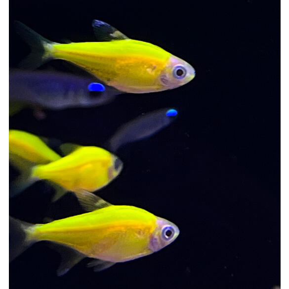 Тетра Пристелла GLO (Pristella maxillaris Glo)