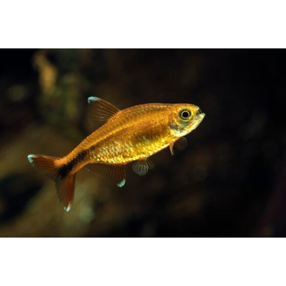 Тетра Медная (Hasemania Nana Silver) 2см