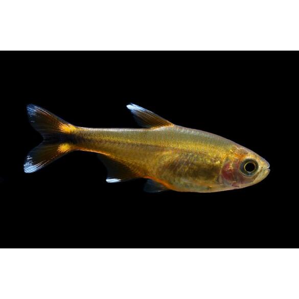 Тетра Медная (Hasemania Nana Silver) 2см