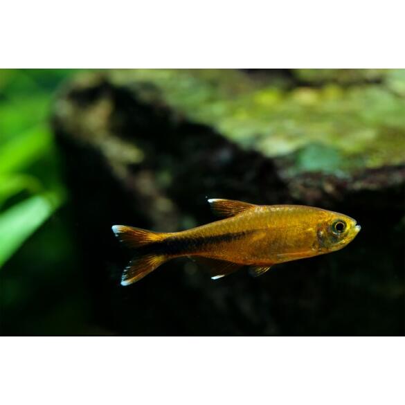 Тетра Медная (Hasemania Nana Silver) 2см