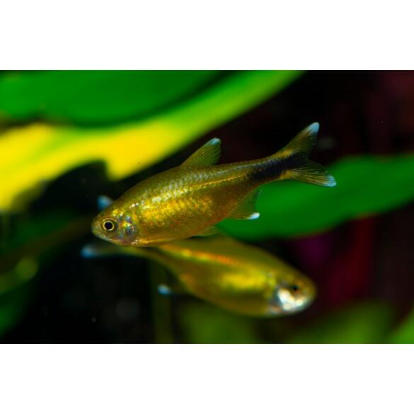 Тетра Медная (Hasemania Nana Silver) 2см
