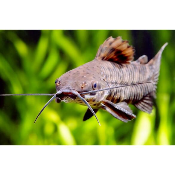 Сом Таракатум (Hoplosternum thoracatum) 3-4см