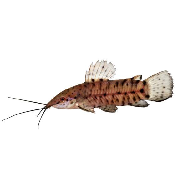 Сом Таракатум (Hoplosternum thoracatum) 3-4см