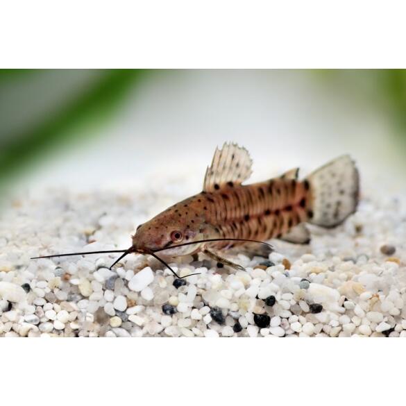 Сом Таракатум (Hoplosternum thoracatum) 3-4см