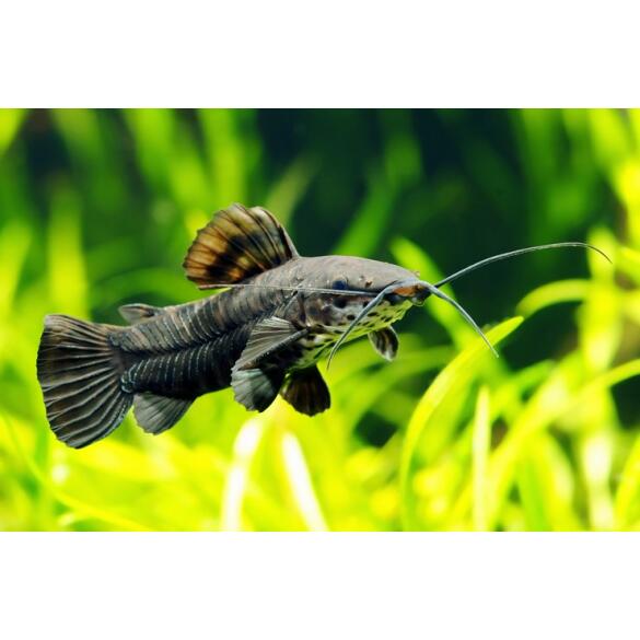 Сом Таракатум (Hoplosternum thoracatum) 3-4см