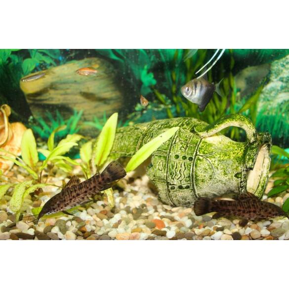 Сом Таракатум (Hoplosternum thoracatum) 3-4см