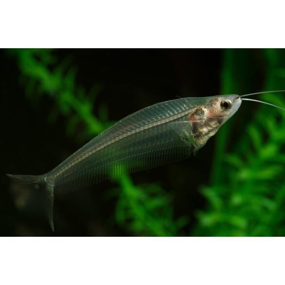 Сом Стеклянный (Kryptopterus bicirrhis Ghost Glass Catfish)  5-6 см