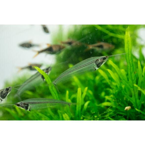 Сом Стеклянный (Kryptopterus bicirrhis Ghost Glass Catfish)  5-6 см