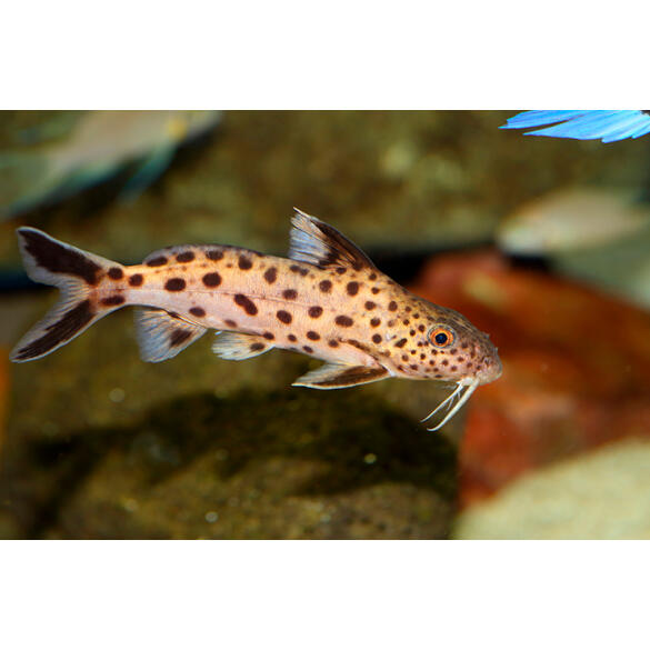 Сом Синодонтис Далматин (Synodontis) 3-4см