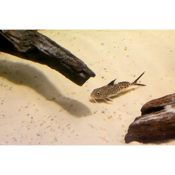 Сом Синодонтис Далматин (Synodontis) 3-4см