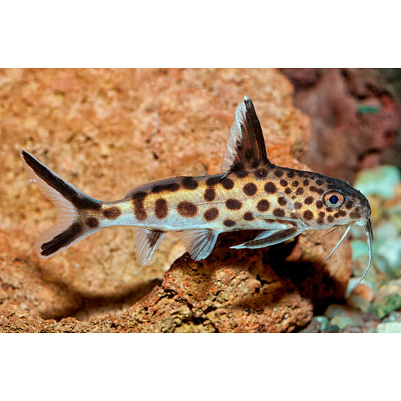 Сом Синодонтис Далматин (Synodontis) 3-4см