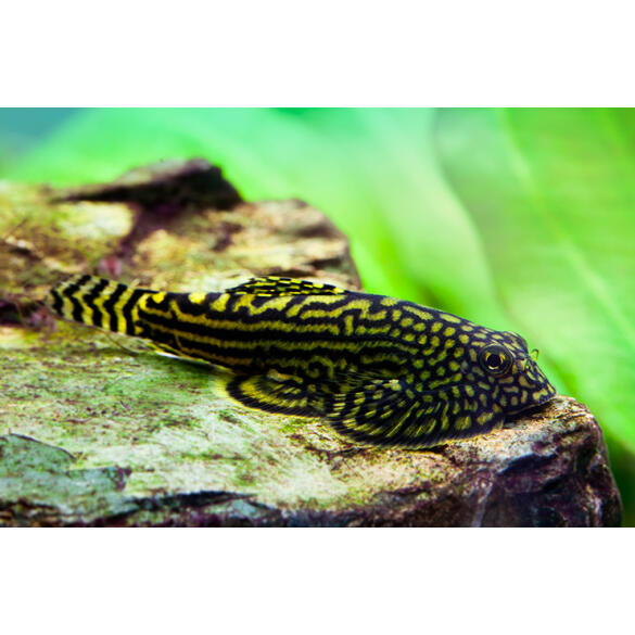 Сом Севилья Линеолата (Sewellia lineolata)