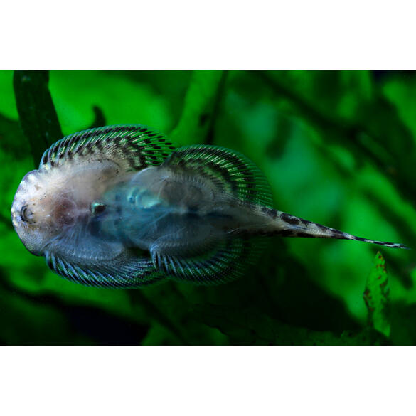 Сом Севилья Линеолата (Sewellia lineolata)