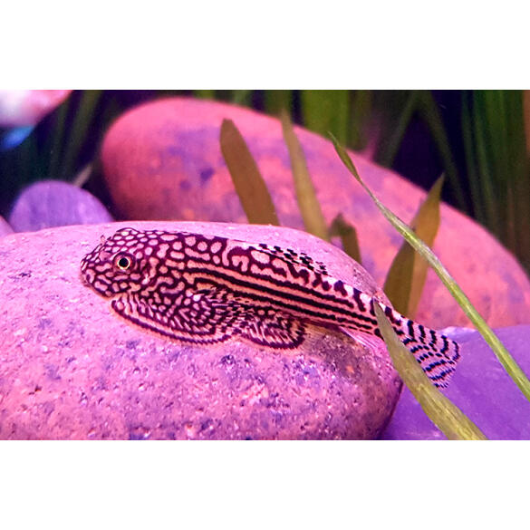 Сом Севилья Линеолата (Sewellia lineolata)