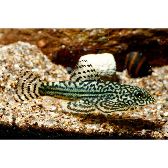 Сом Севилья Линеолата (Sewellia lineolata)