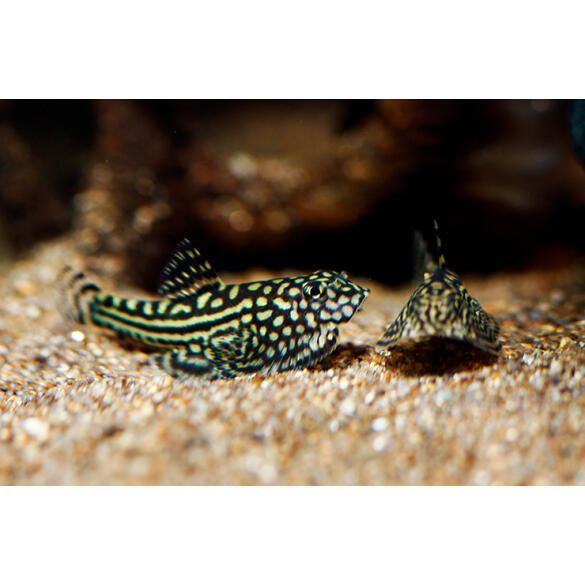 Сом Севилья Линеолата (Sewellia lineolata)