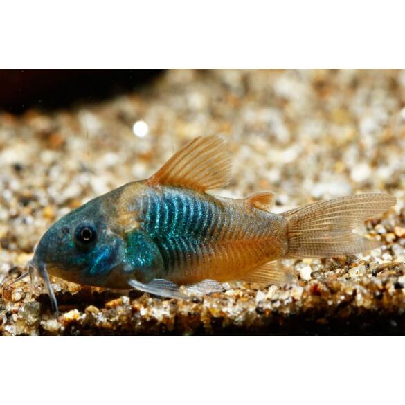 Сом Коридорас Венесуэла Оранж (Corydoras venezuelanus)