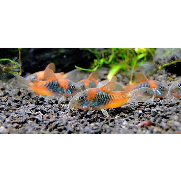 Сом Коридорас Венесуэла Оранж (Corydoras venezuelanus)