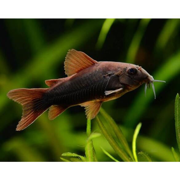 Сом Коридорас Венесуэла Блэк (Corydoras venezuelanus)