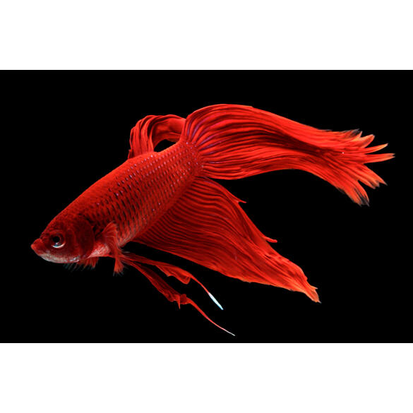 Петушок Самец 5-6см (Betta)