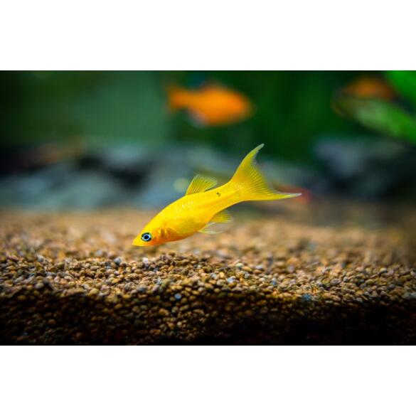 Моллинезия (Mollienesia) Желтая