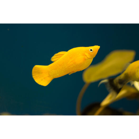 Моллинезия (Mollienesia) Желтая