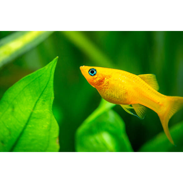 Моллинезия (Mollienesia) Желтая