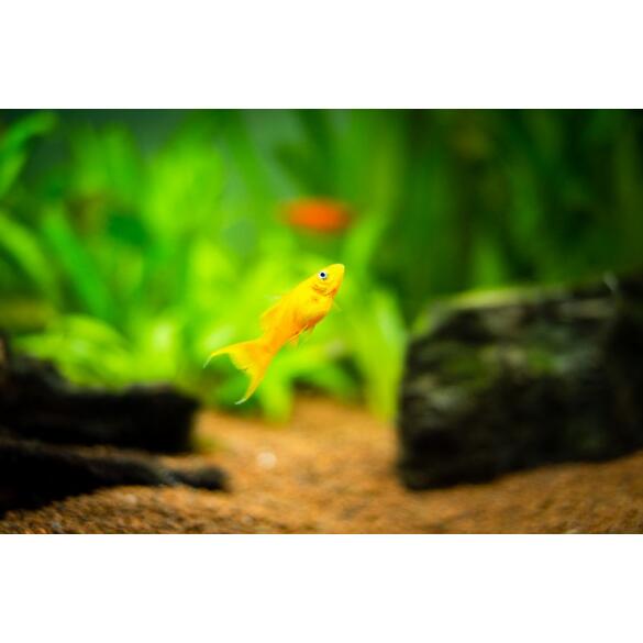 Моллинезия (Mollienesia) Желтая