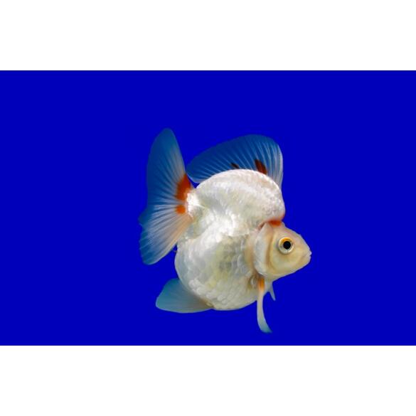 Золотая рыбка (Carassius auratus) Риукин