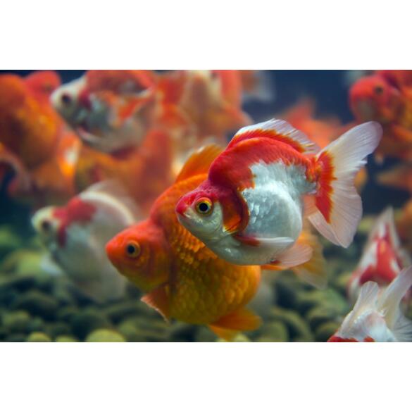 Золотая рыбка (Carassius auratus) Риукин