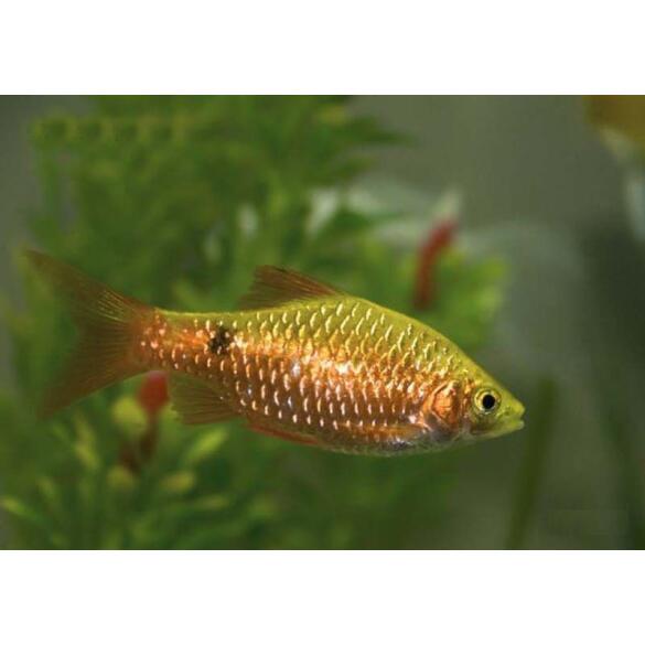Барбус Огненный (Barbus Red Fire)